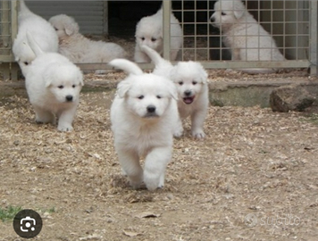 Cuccioli pastore maremmano abruzzese