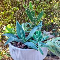 Composizione in vaso con succulente.