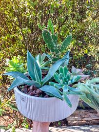 Composizione in vaso con succulente.