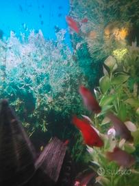 Pesci rossi tropicali platy