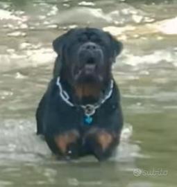 Accoppiamento cani