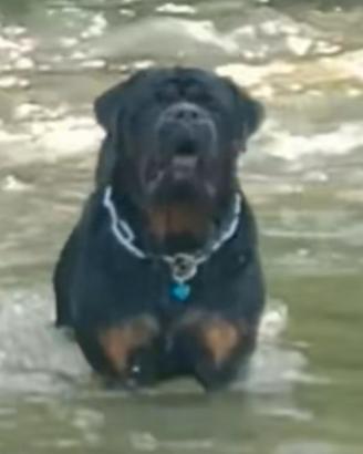 Accoppiamento cani