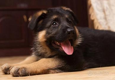Pastore tedesco per veri appassionati. Cuccioli