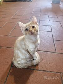 Gattino 2 mesi e mezzo a pelo semi lungo