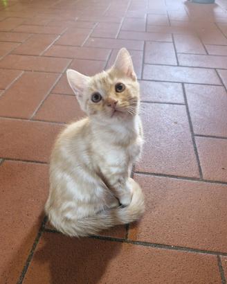 Gattino 2 mesi e mezzo a pelo semi lungo