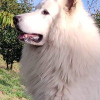 Cucciola disponibile
