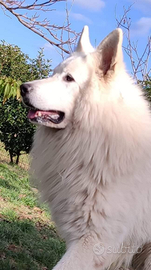 Cucciola disponibile