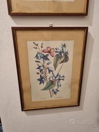 stampa d'epoca 