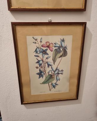 stampa d'epoca 