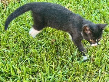 Gattina