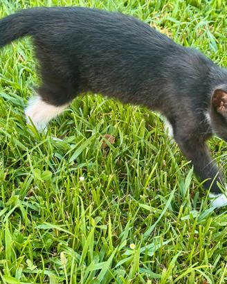 Gattina