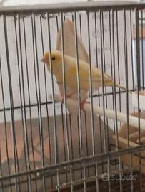 Canarino giallo brinato 2025