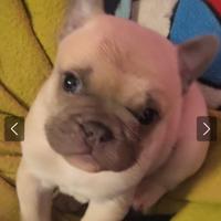 Cuccioli bulldog francese esotici