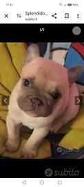 Cuccioli bulldog francese esotici