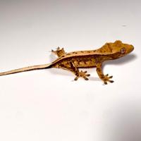 Geco Ciliatus Tricolor FullPinstripe F