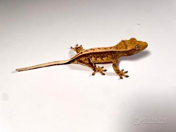 Geco Ciliatus Tricolor FullPinstripe F