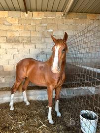 Cavallo