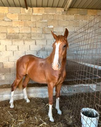 Cavallo