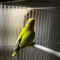 Inseparabili