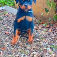 Cucciola rottweiler