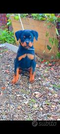 Cucciola rottweiler