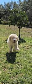 Cuccioli Lagotto