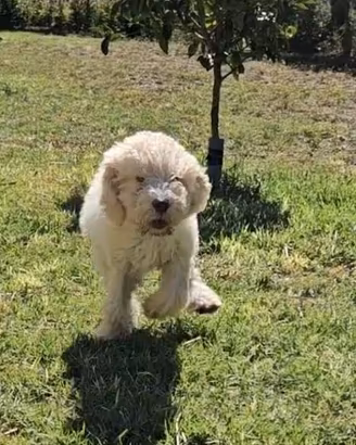 Cuccioli Lagotto