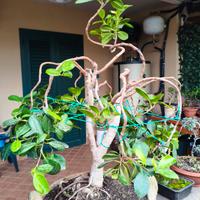 Bonsai di ficus