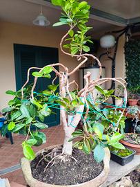 Bonsai di ficus