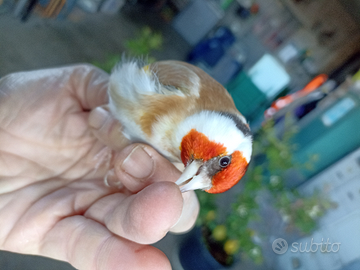 Cardellini Mayor Bruni