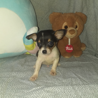 Cucciolo di chihuahua mini toy