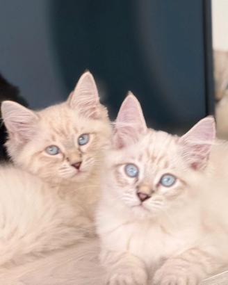 Cuccioli pura razza gatto siberiano 