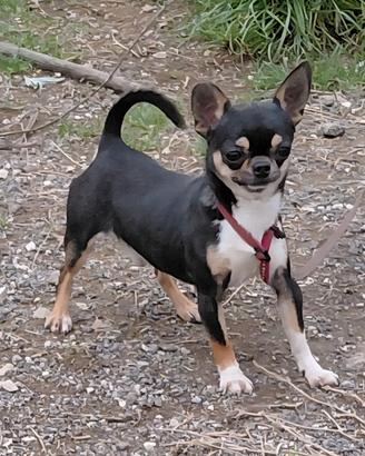 chihuahua 
