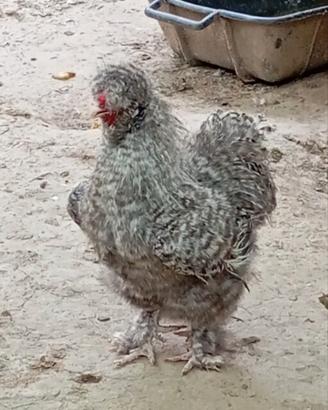 Gallo Moroseta