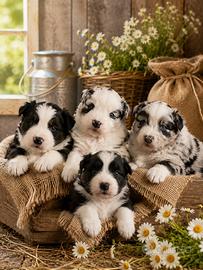 Cuccioli pastore australiano con pedigree