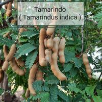 Piante di Tamarindo ( Tamarindus indica )