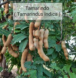 Piante di Tamarindo ( Tamarindus indica )