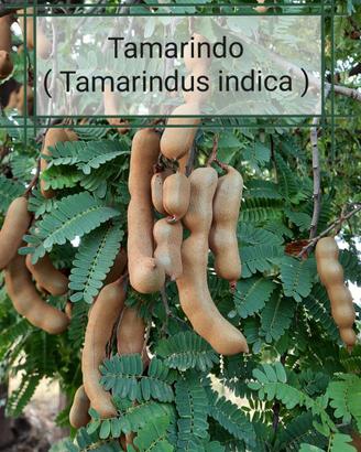 Piante di Tamarindo ( Tamarindus indica )