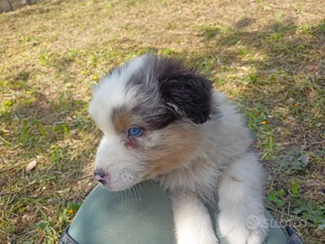 Cuccioli di pastore australiano con pedigree