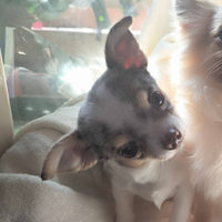Chihuahua lilac merle tan