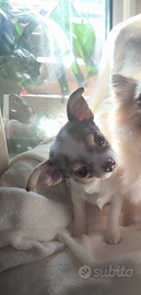 Chihuahua lilac merle tan