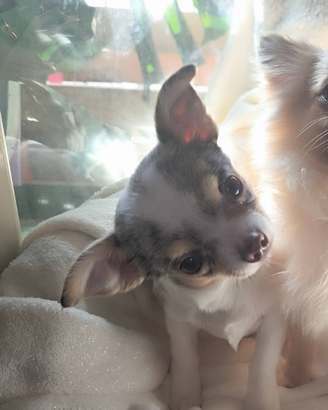 Chihuahua lilac merle tan