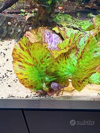 ninfea green taglia grande 