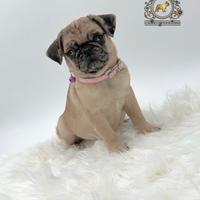 Simpaticissima femminuccia carlino