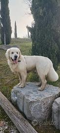 Disponibile per accoppiamento Golden retriver