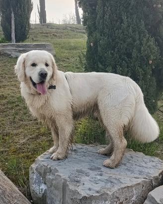 Disponibile per accoppiamento Golden retriver