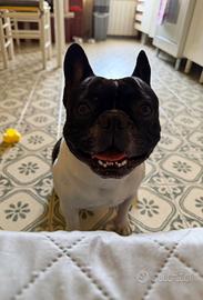 Bulldog francesi