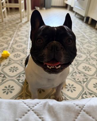 Bulldog francesi