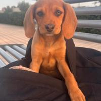 Cuccioli futura taglia piccola media