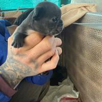 Bulldog francese
